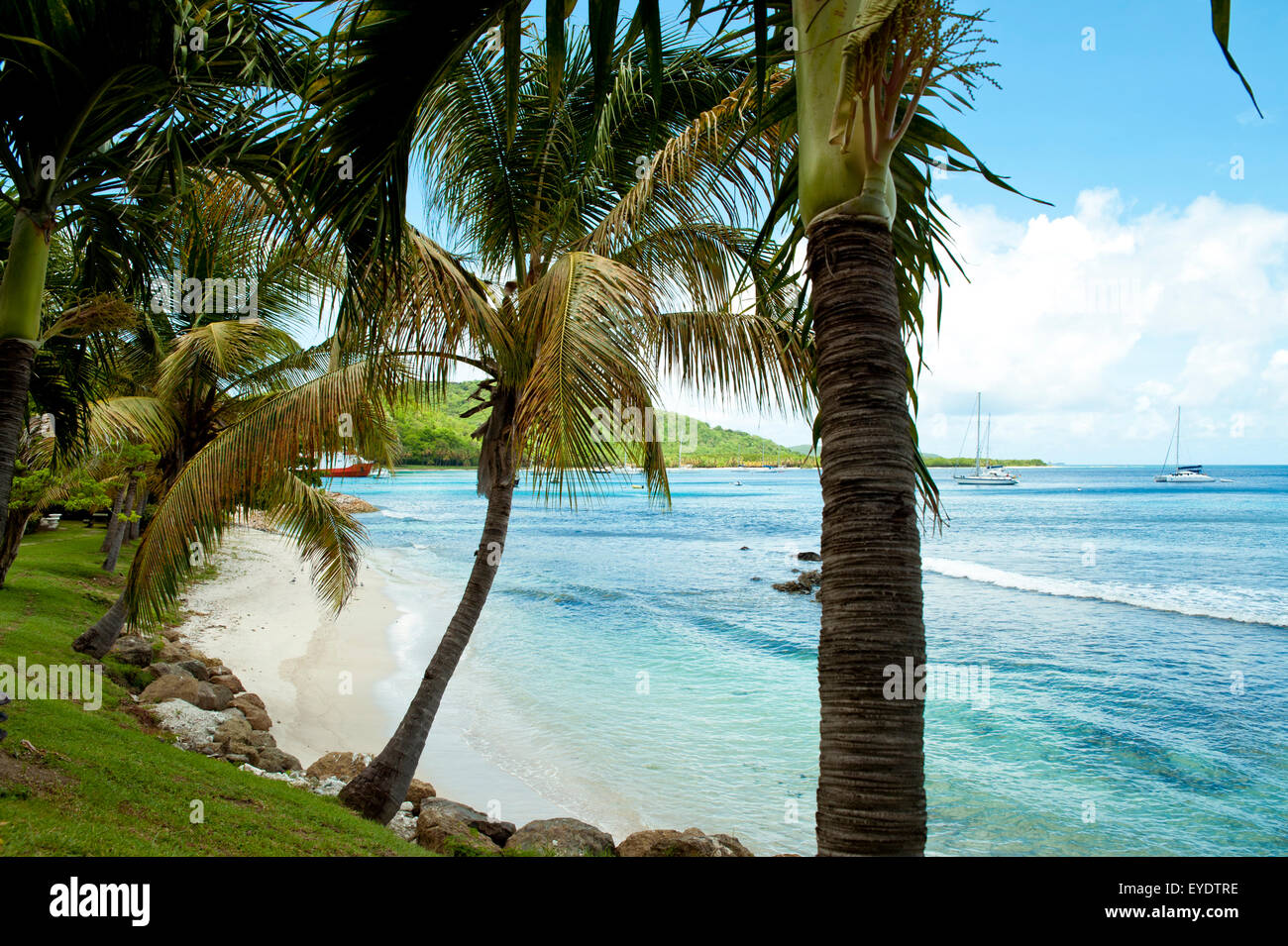 Beach In Mustique Island, St Vincent And The Grenadines, West Indies ...
