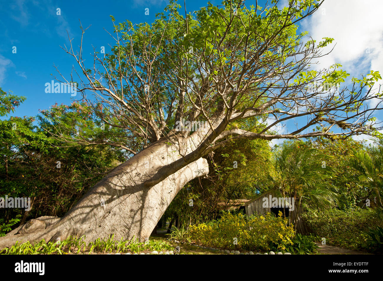 Baobab Front Of The Bamboo Church In Mustique Island, St Vincent And