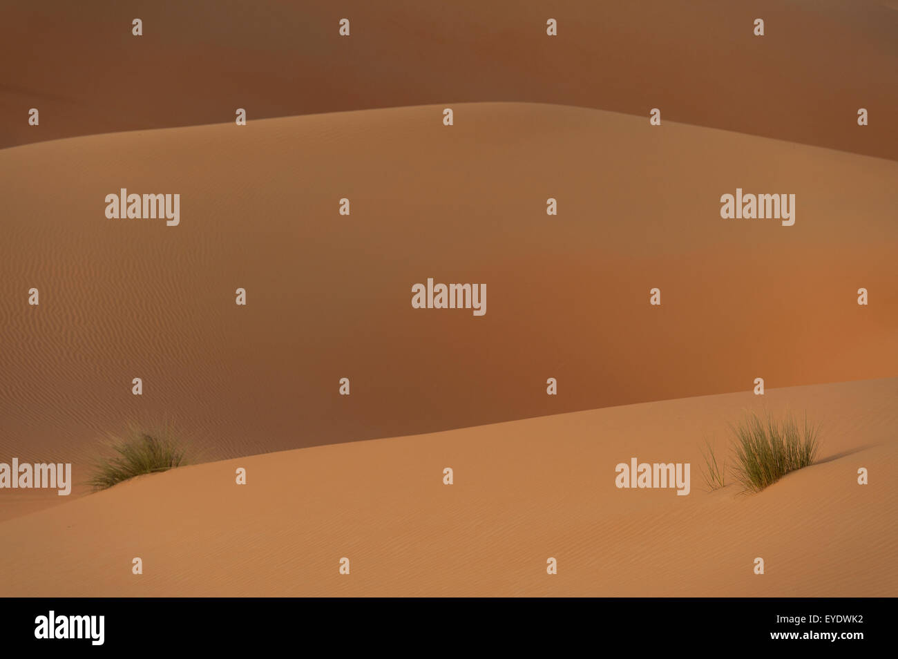 Detail Of Tufts Of Grass In Sand Dunes At Dusk,Liwa, Abu Dhabi, Uae Stock Photo