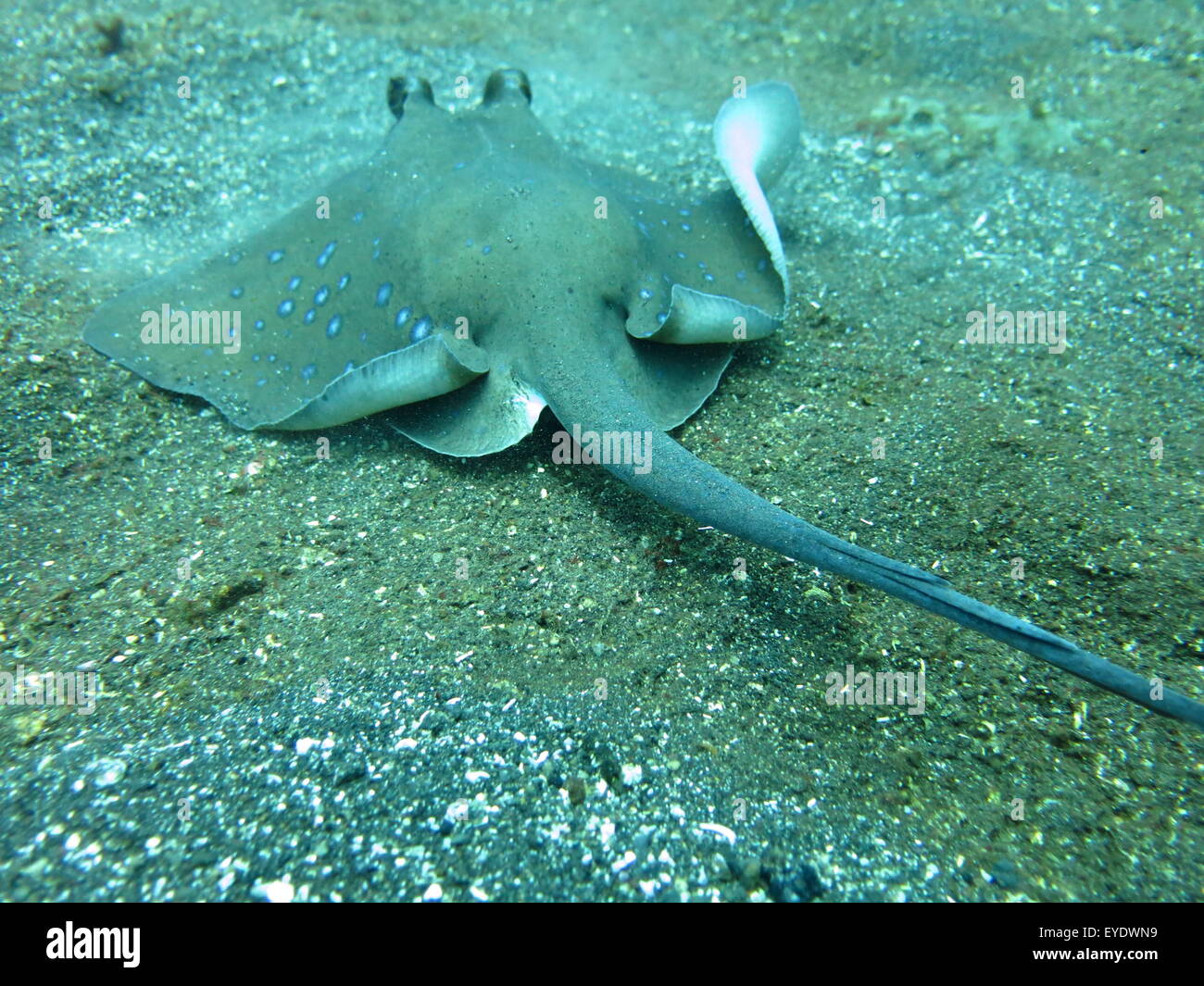 Blue spotted ray swimming  amongst coral reef on the ocean floor Stock Photo
