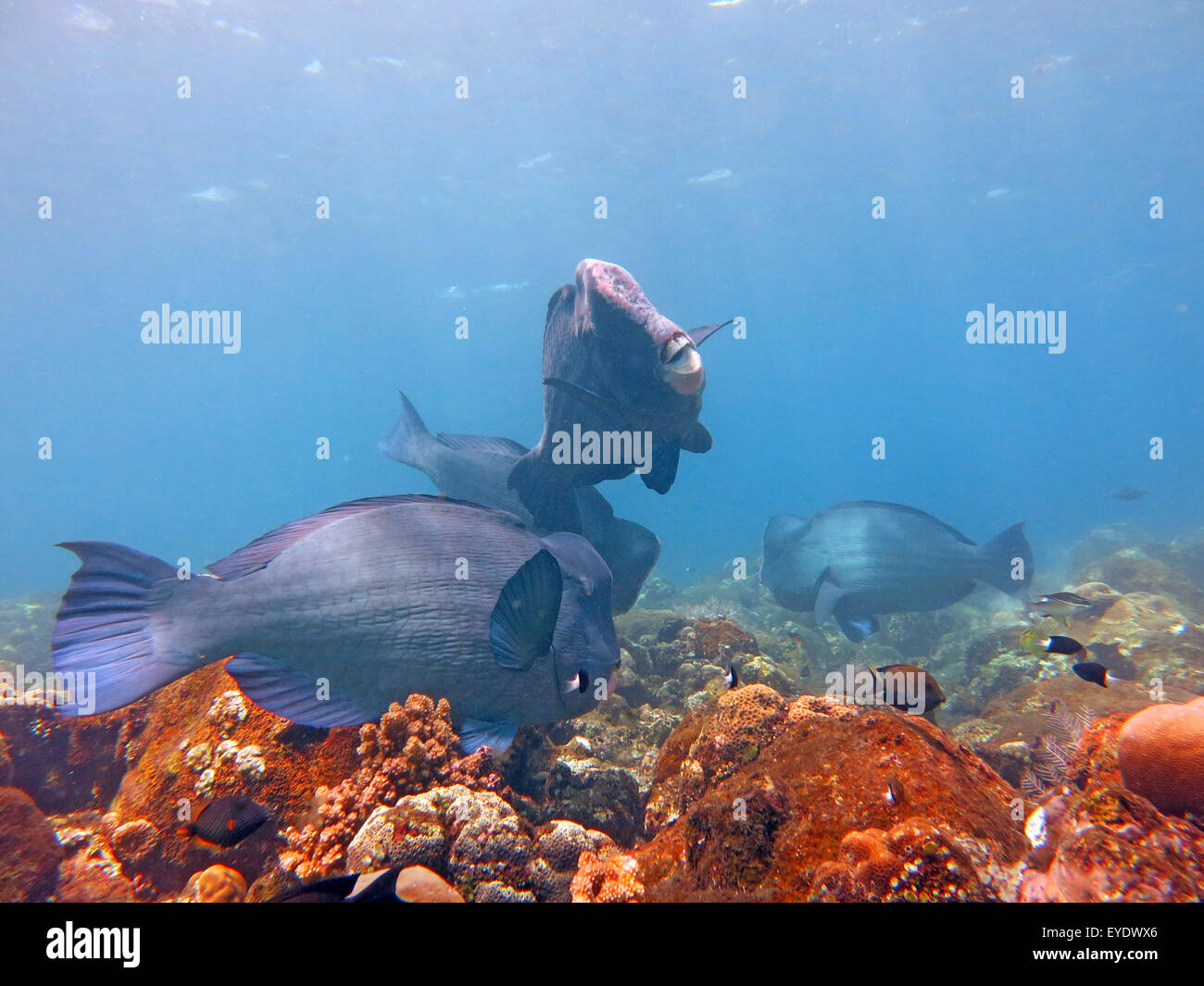 Fish Humphead Parrotfish, Bolbometopon muricatum in Bali. Stock Photo
