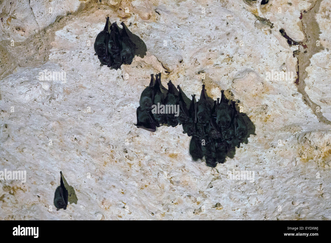 Bats hanging from cave, Green Grotto Caves, Discovery Bay, St. Ann