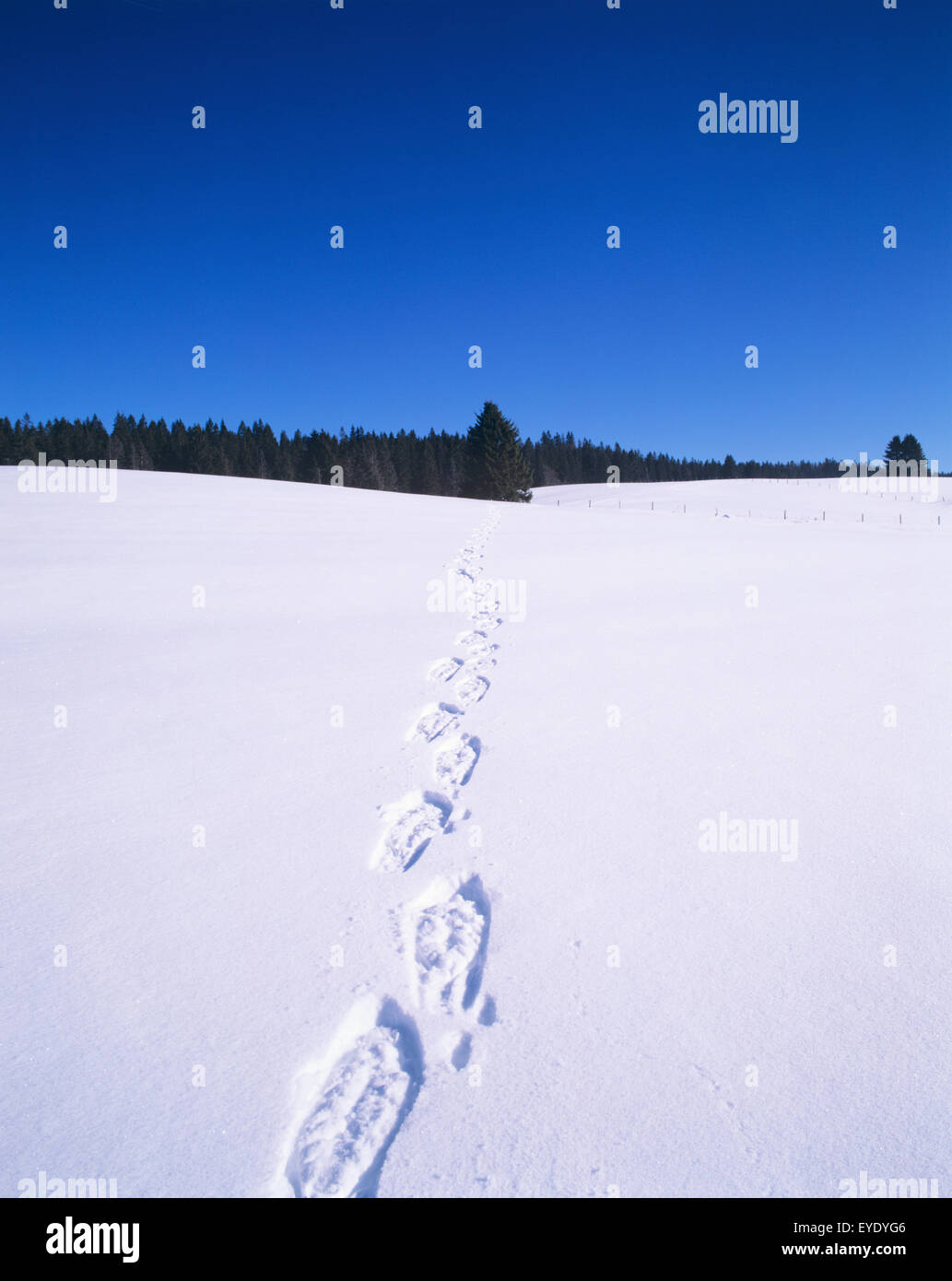 Snowshoe Tracks In Snow.Jura Mountains. Franche Comt Stock Photo Alamy