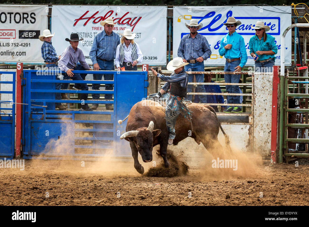 Bull riding competition, Philomath Frolic & Rodeo, Oregon, USA Stock Photo