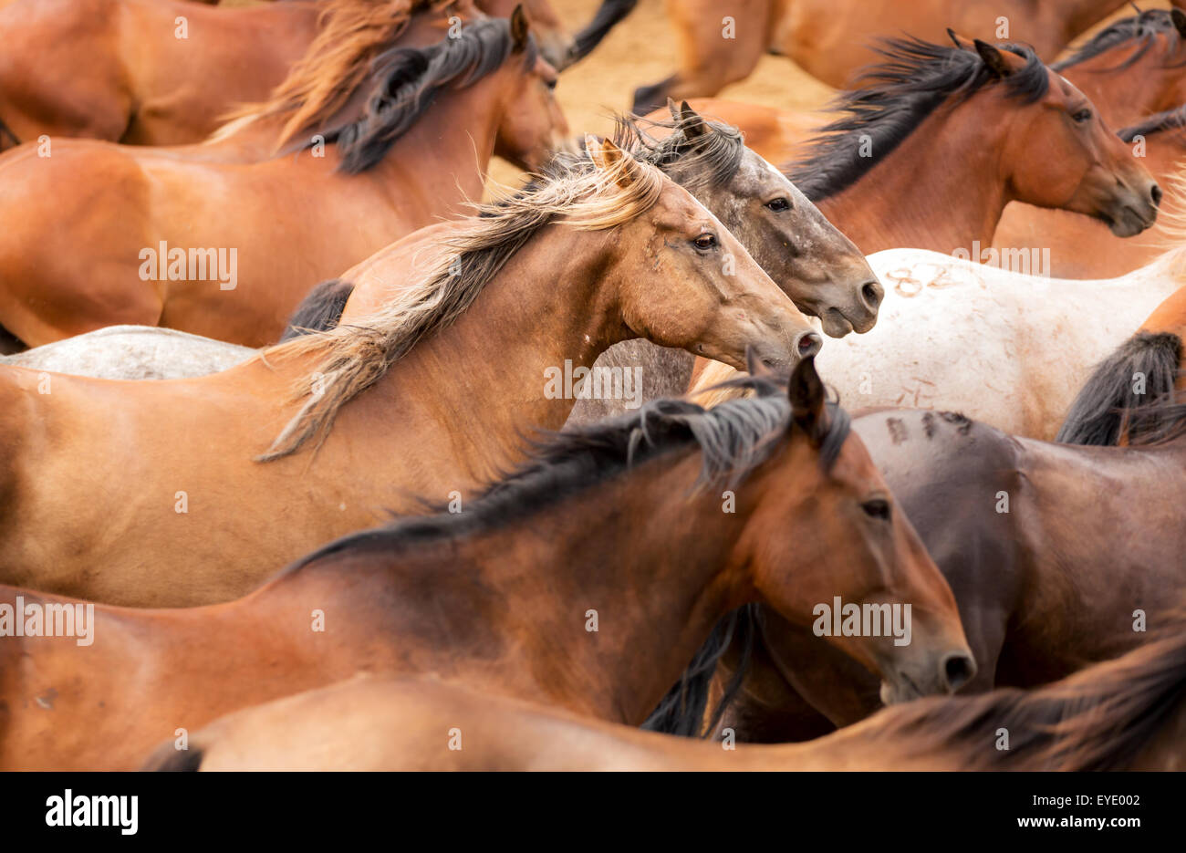 Running Rodeo Stock Rodeo hi-res stock photography and images - Alamy