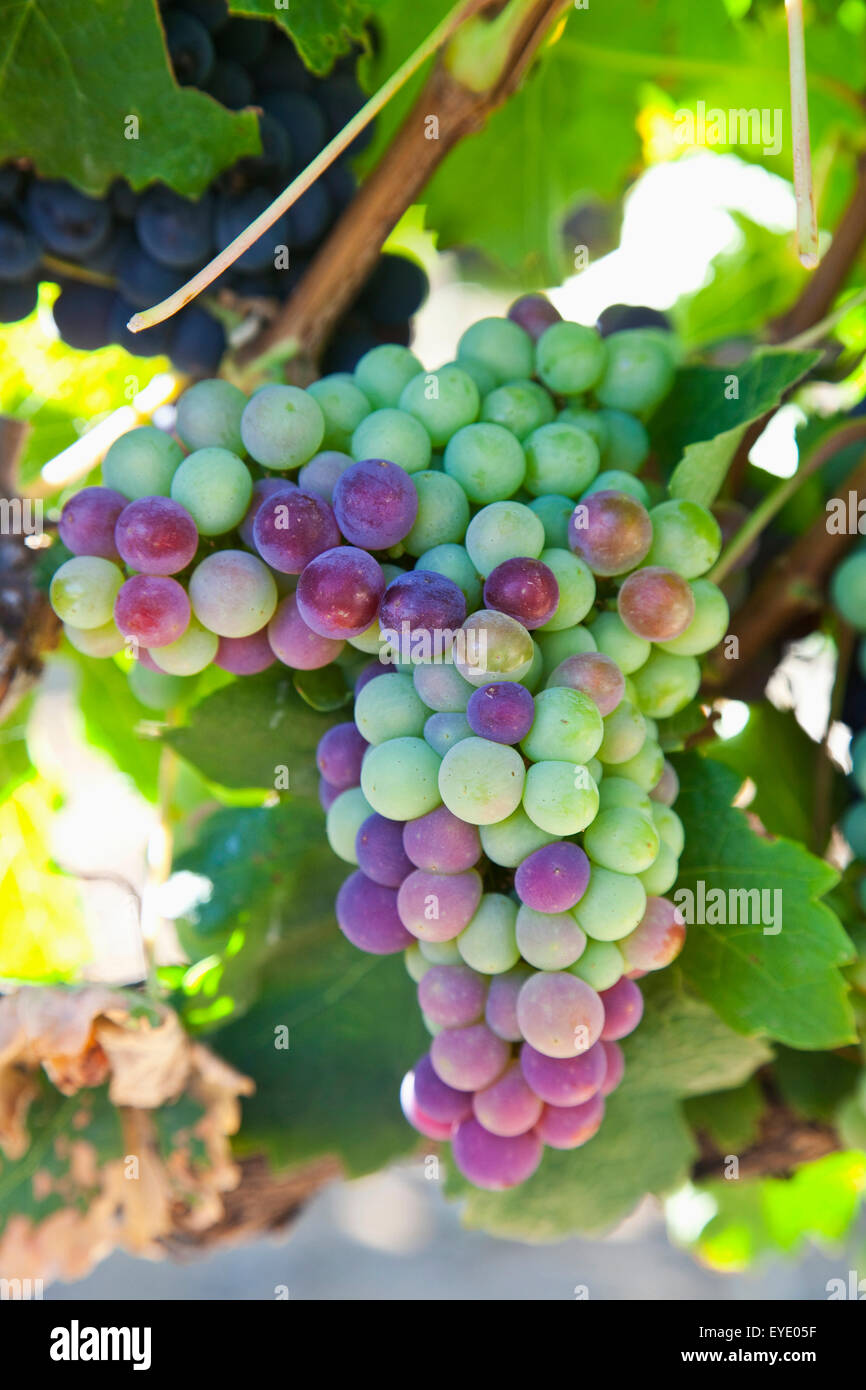 South Africa, Scenes At Constantia Vineyard; Cape Town, Grapes In Shape Of Africa Stock Photo