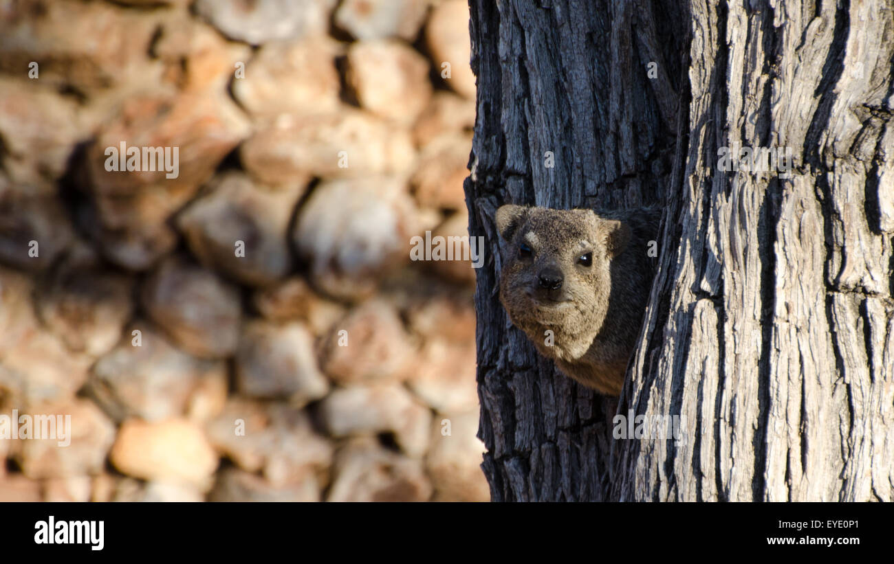 Rock Hyrax (Procavia capensis) peering out from tree trunk, Etosha National Park, Namibia Stock Photo