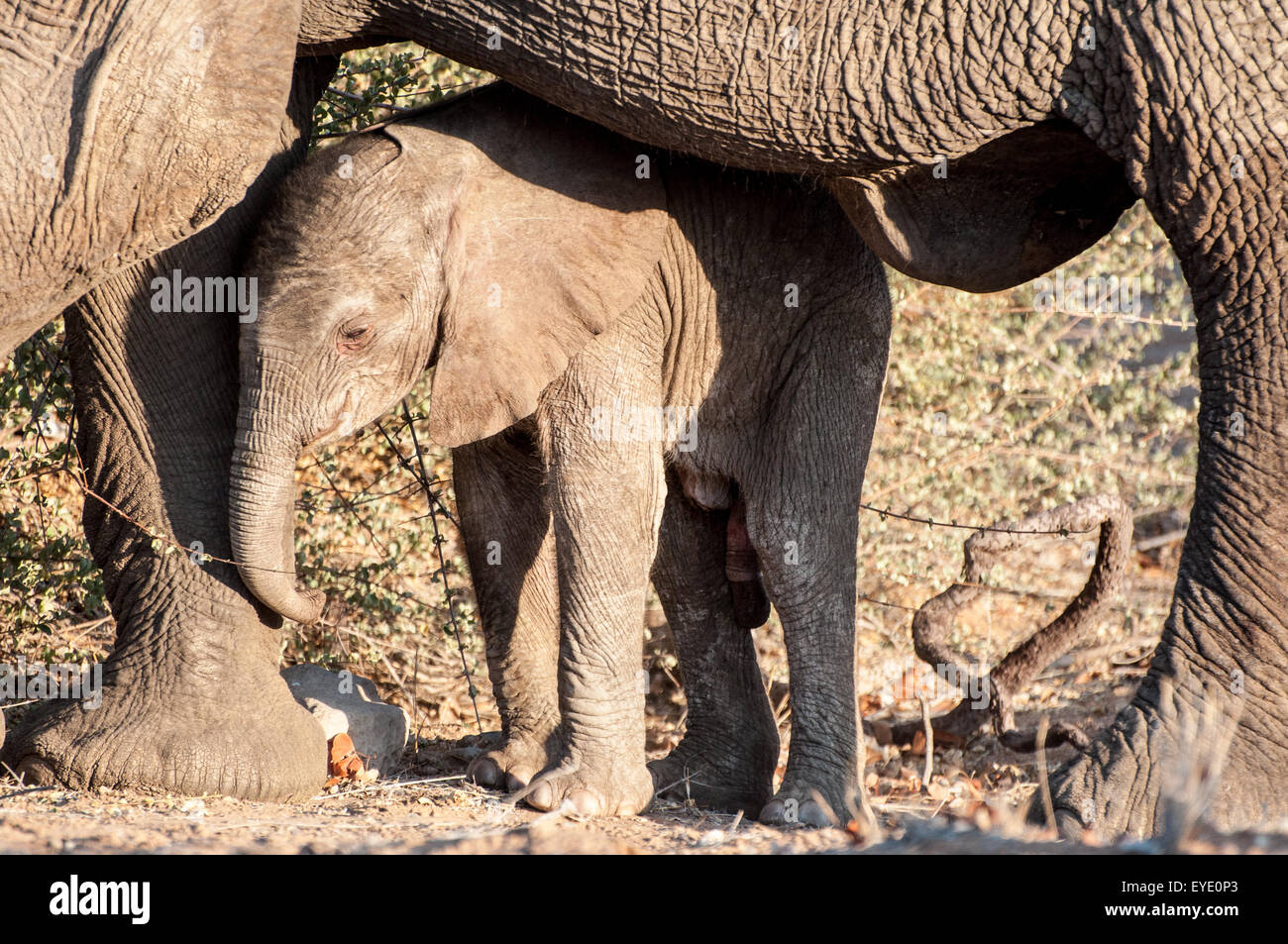 Baby Desert Adapted African Elephant, Twyfelfontein, Damaraland, Namibia Stock Photo