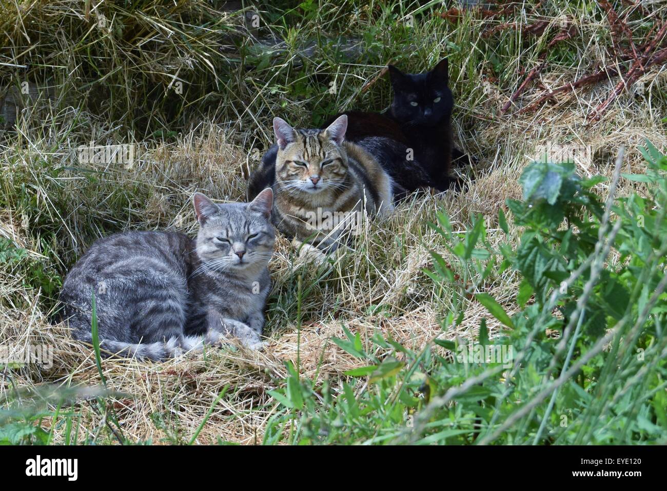 Three feral cats resting after hunting on an English farm. Stock Photo