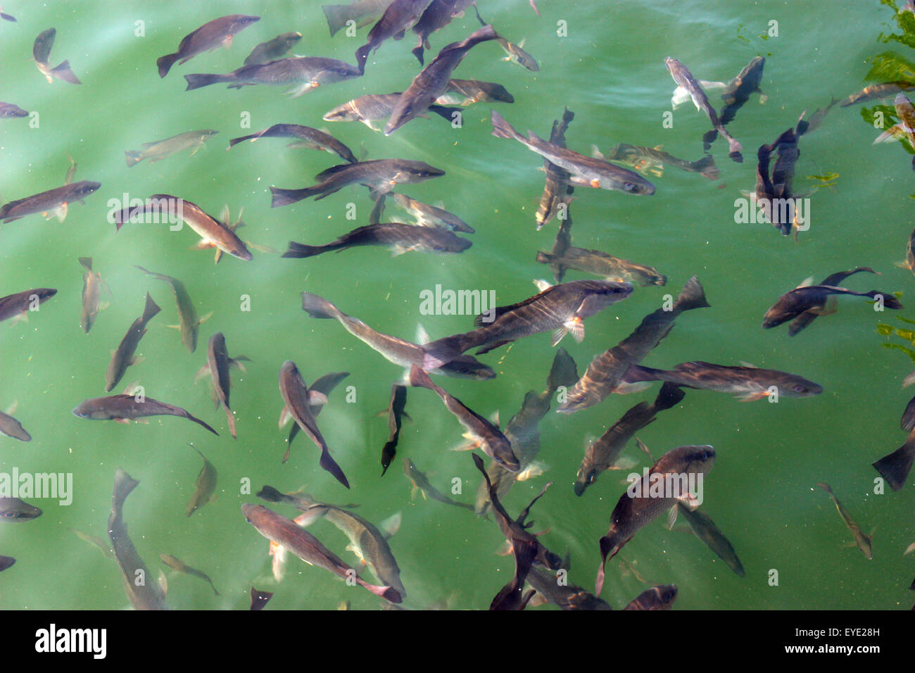 Many large fish swimming in clear river Stock Photo - Alamy