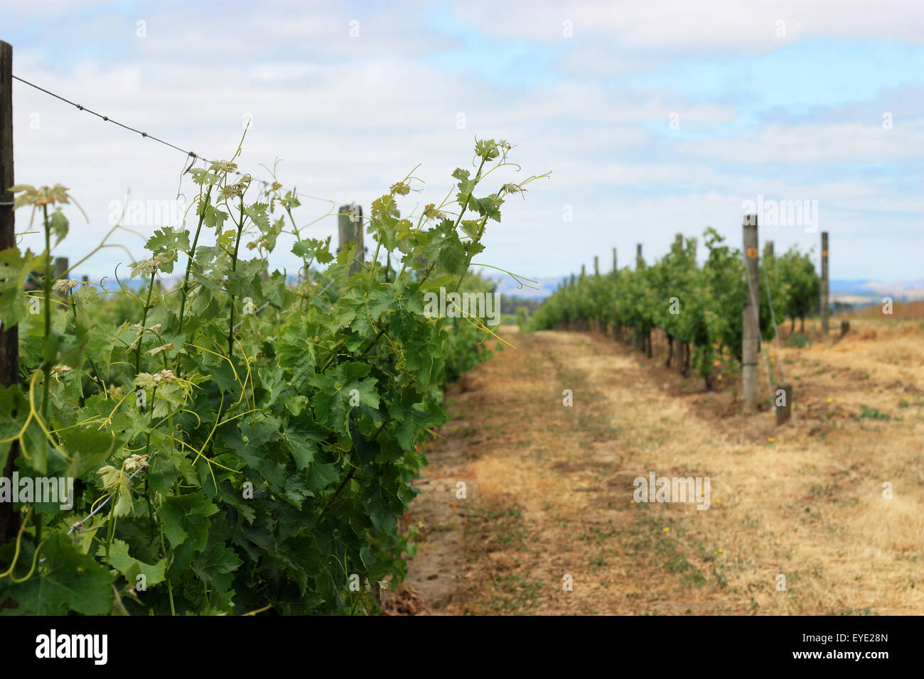 Scene of grape vineyard in Napa Valley Stock Photo - Alamy