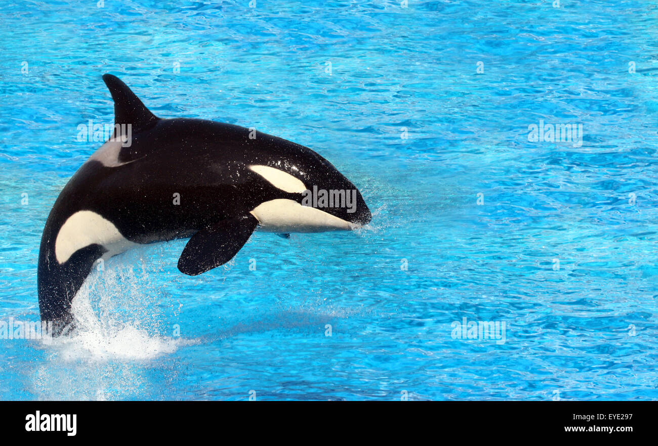 Big killer whale jumping on water Stock Photo