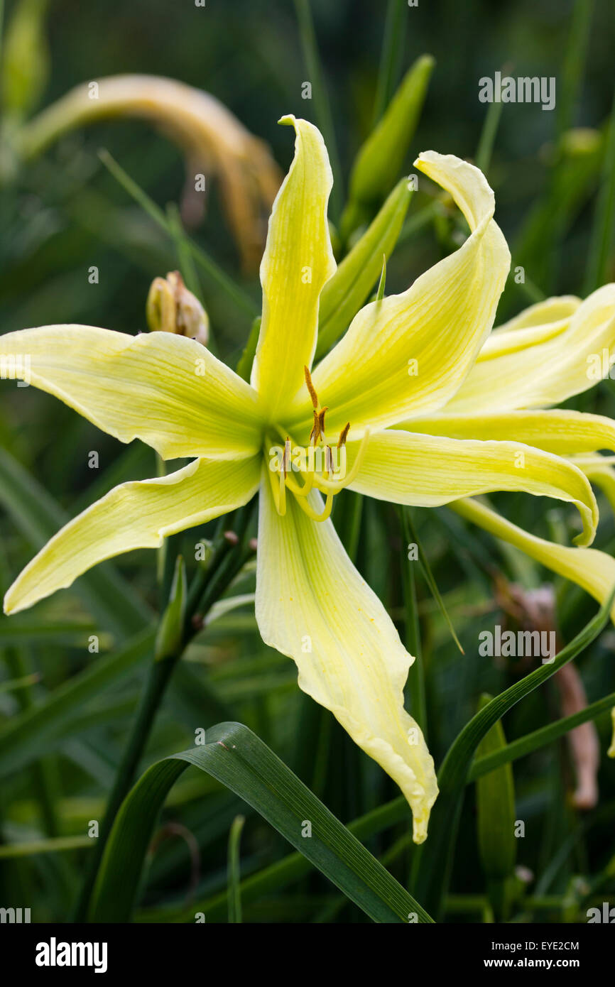 Green tinged yellow flowers of the spider daylily, Hemerocallis 'Lady Fingers' Stock Photo
