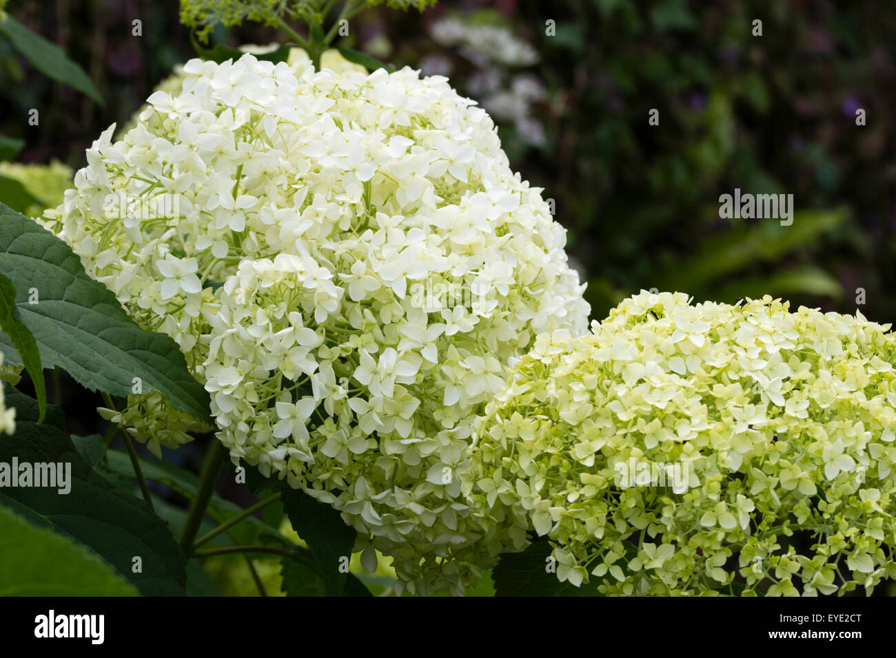 Creamy-white flowers of the deciduous shrub, Hydrangea arborescens 'Annabelle' Stock Photo