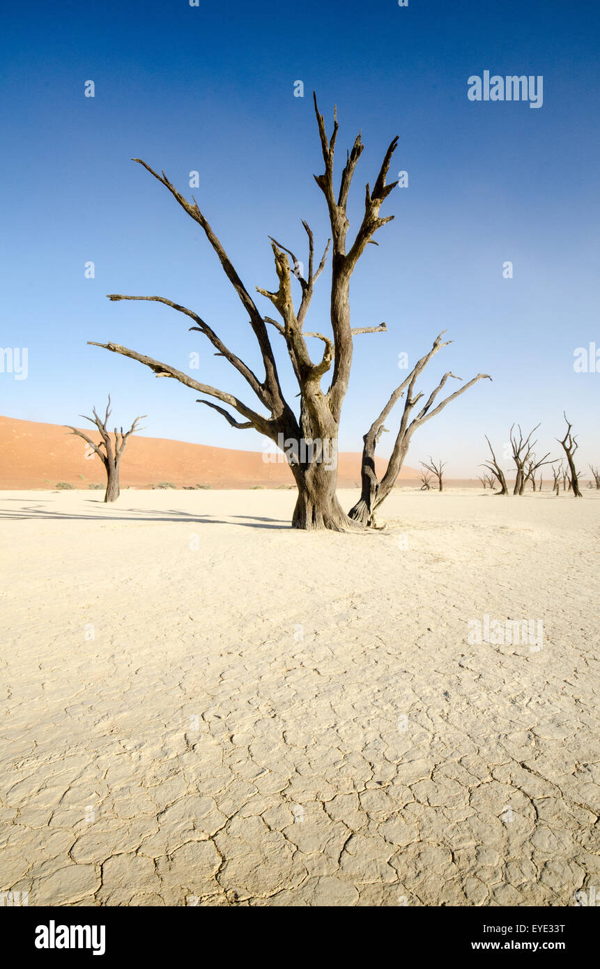 Dead Vlei in the Early Sun, Namib-Naukluft National Park, Namibia Stock Photo