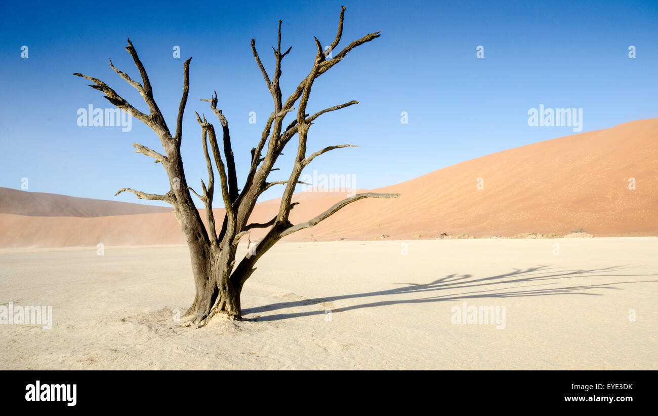 Dead Vlei in the Early Sun, Namib-Naukluft National Park, Namibia Stock Photo