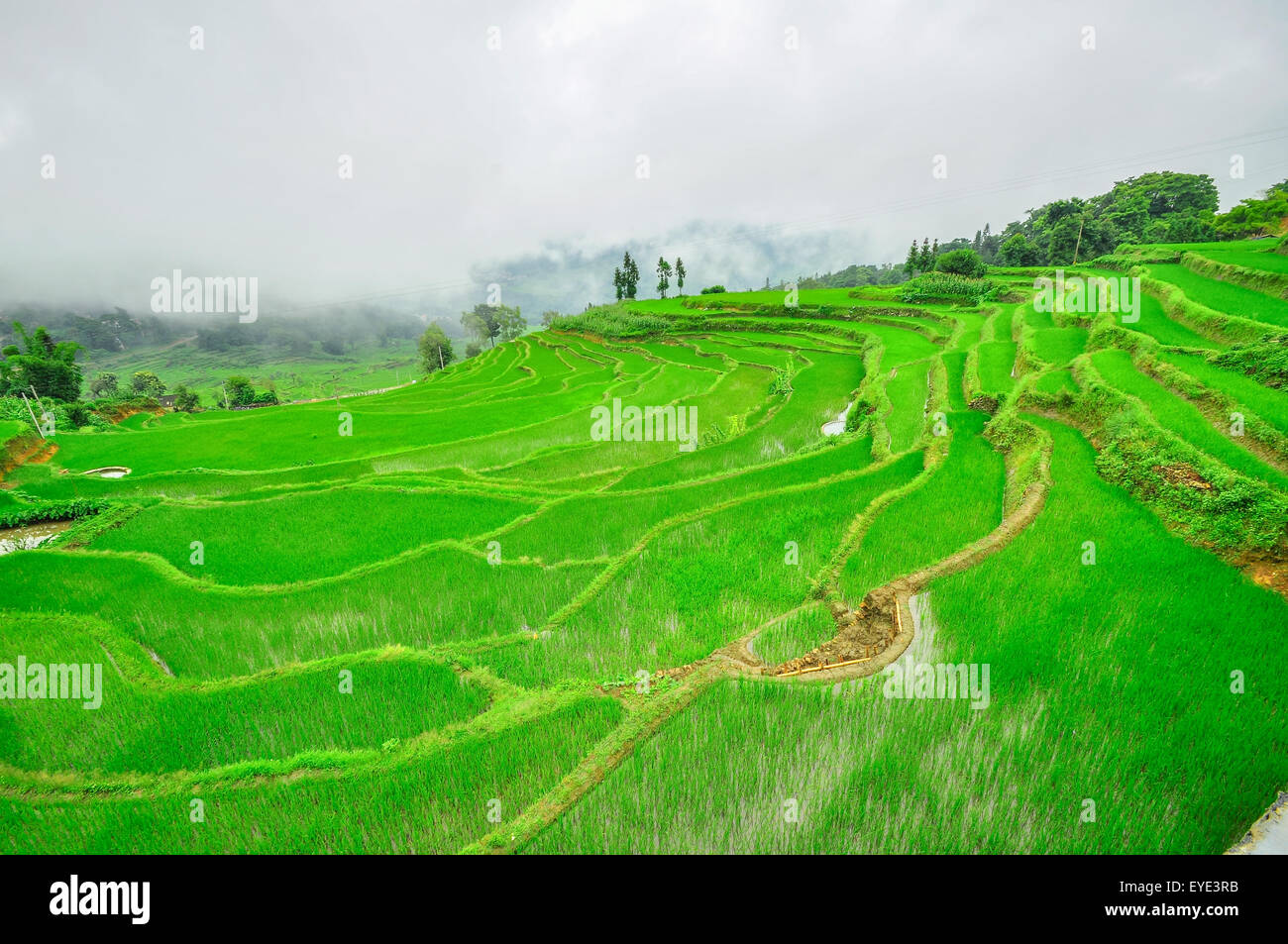 South China, Yunnan - 2011: Rice terraces in highlands of southeastern China, farmhouses, ethnic village. Rice terraces rice pad Stock Photo