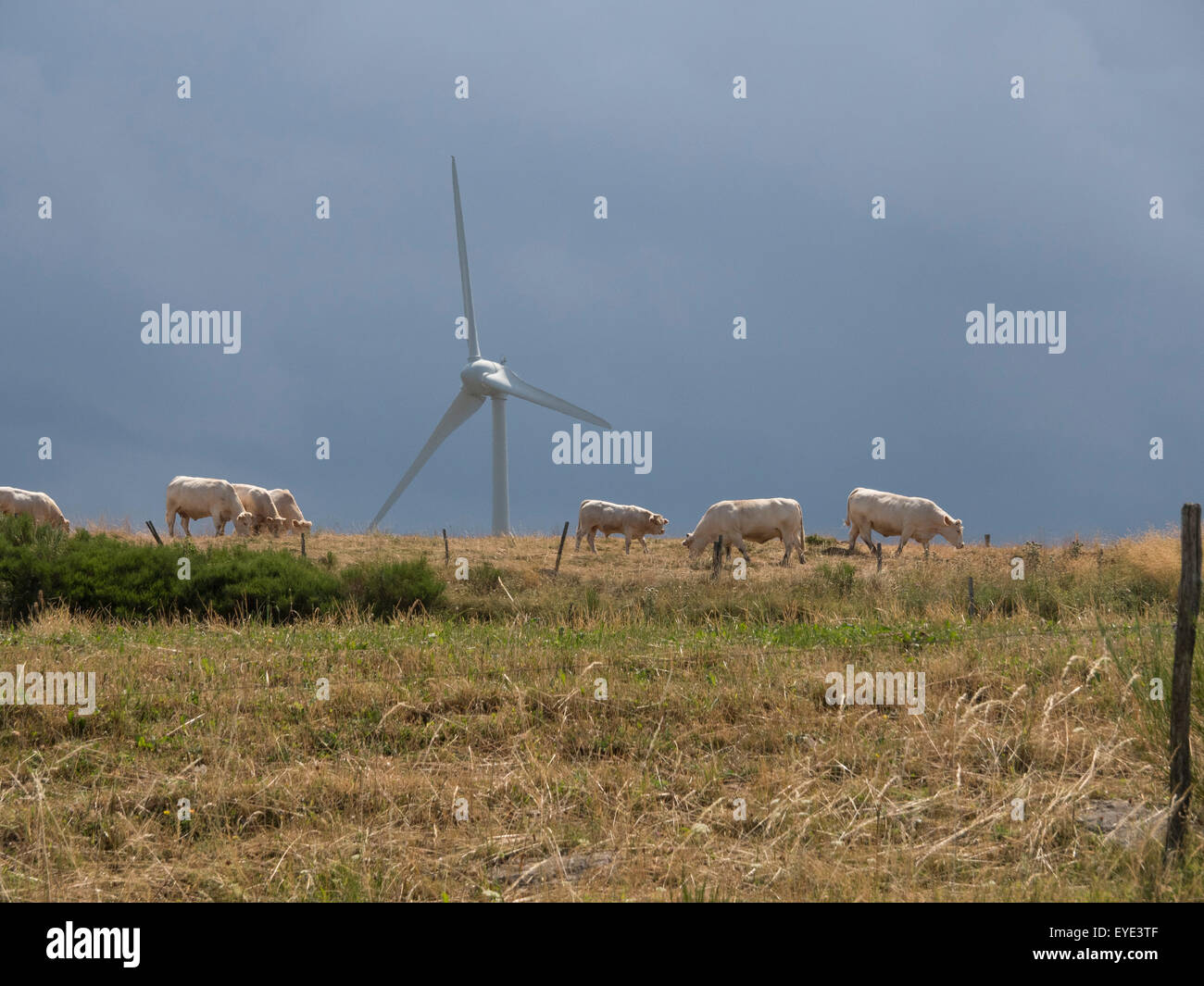 Cows grazing in a meadow. Behind a wind turbine. The sky is stormy ...