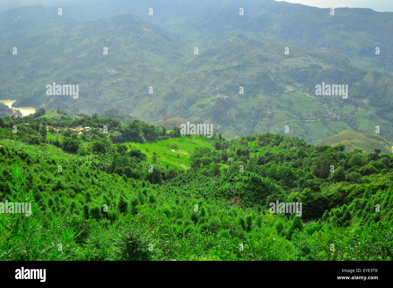 China rice farming south hi-res stock photography and images - Alamy