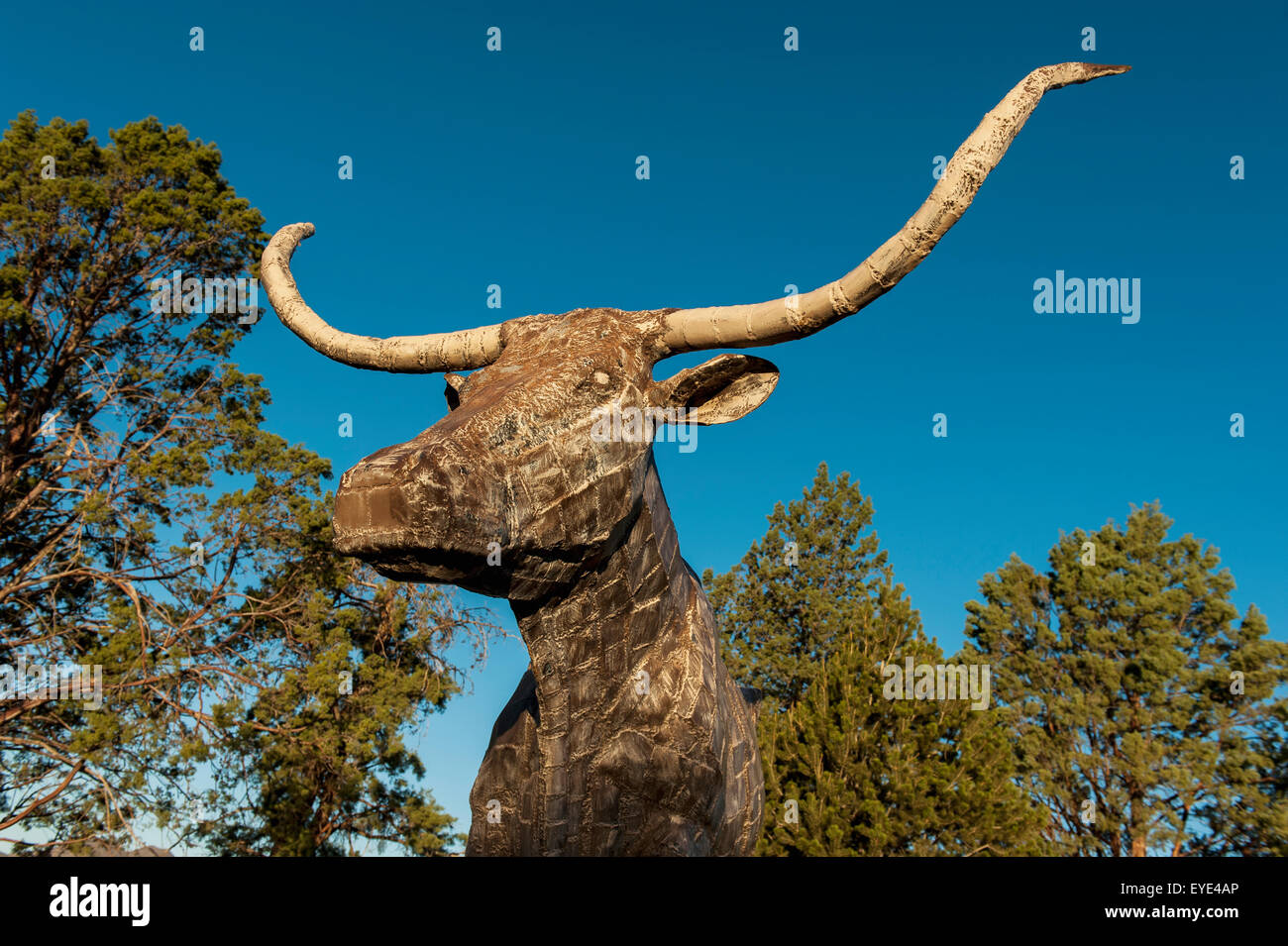 American longhorn close up hi-res stock photography and images - Alamy