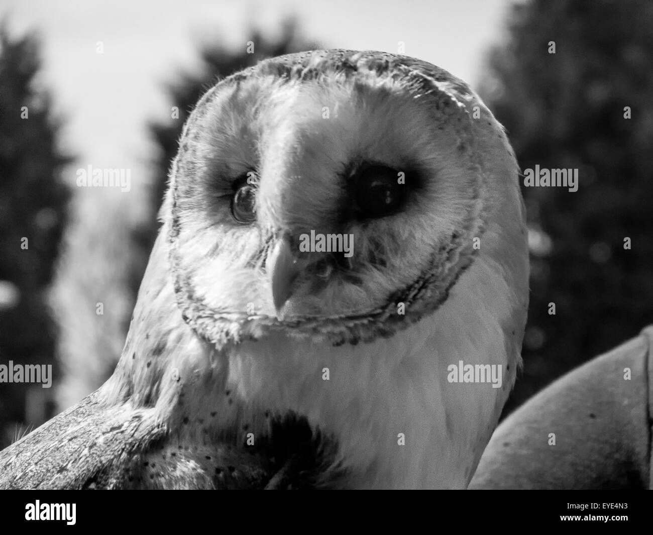 Barnowl in Black and white Stock Photo