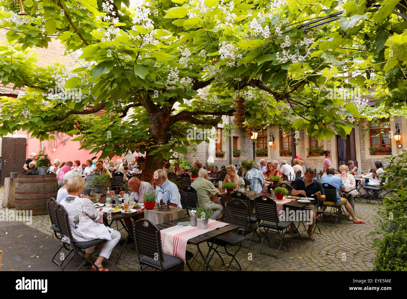 Gasthof zum Storch, outside seating area under a catalpa tree, Prichsenstadt, Lower Franconia, Franconia, Bavaria, Germany Stock Photo