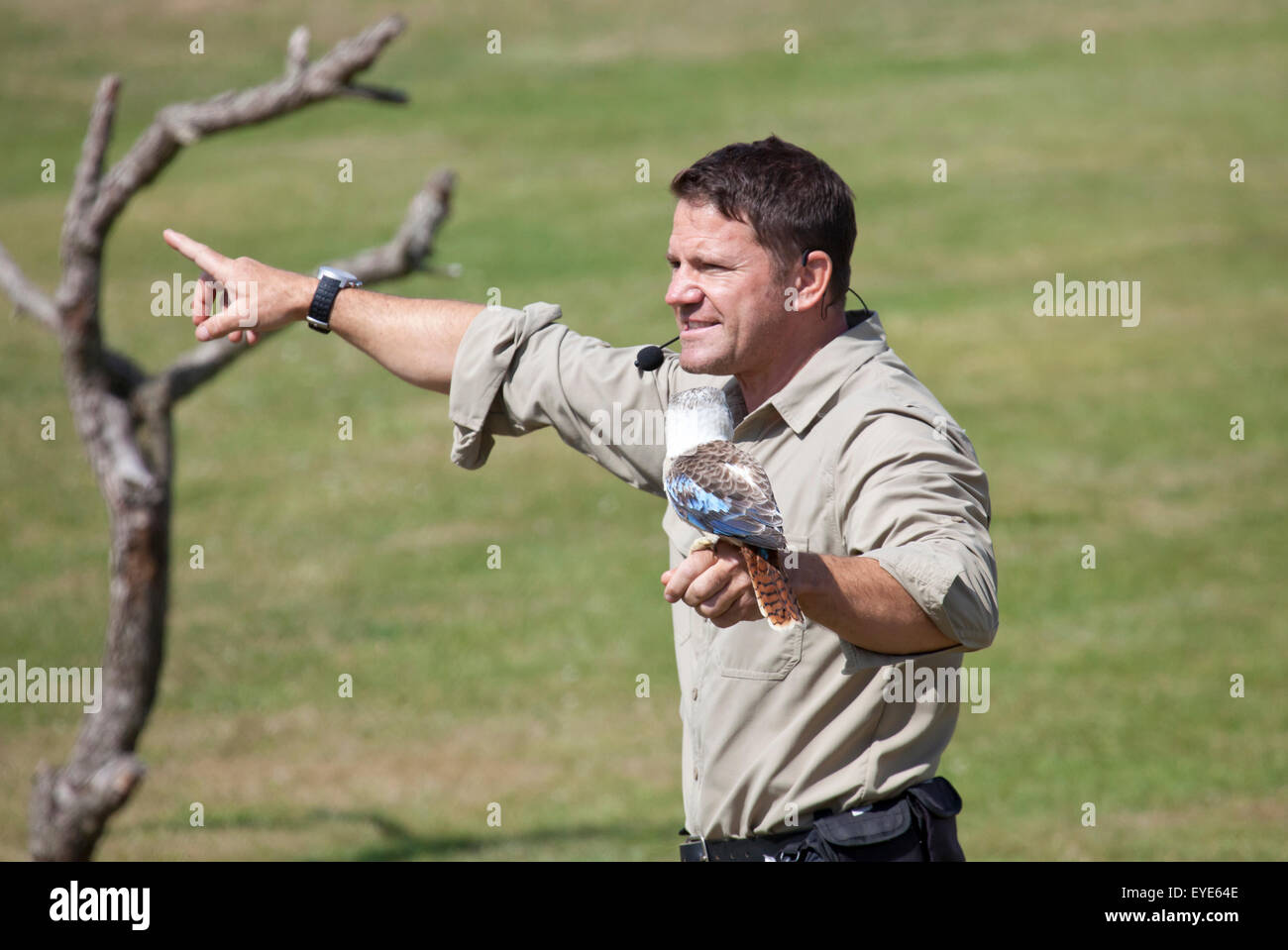 Hertfordshire, England, Circa July 2015, Steve Backshall, Naturalist and wildlife presenter at a live wildlife show with a Kooka Stock Photo