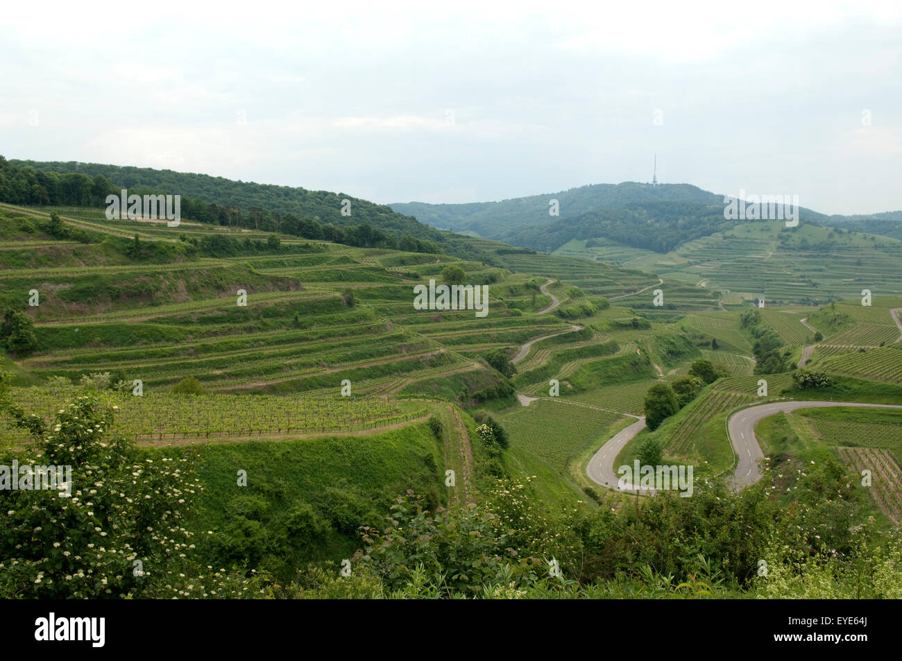 Weinterrassen, Weinanbaugebiet, Weinberg, Terrassen, Kaiserstuhl Stock Photo