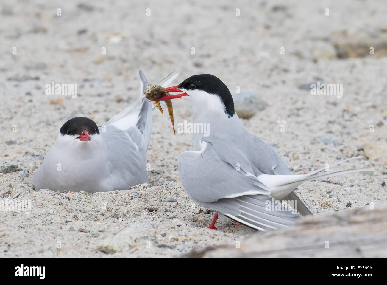 Arctic Tern (Sterna paradisaea) brings fish to the partner on the nest, Spitsbergen, Norway Stock Photo
