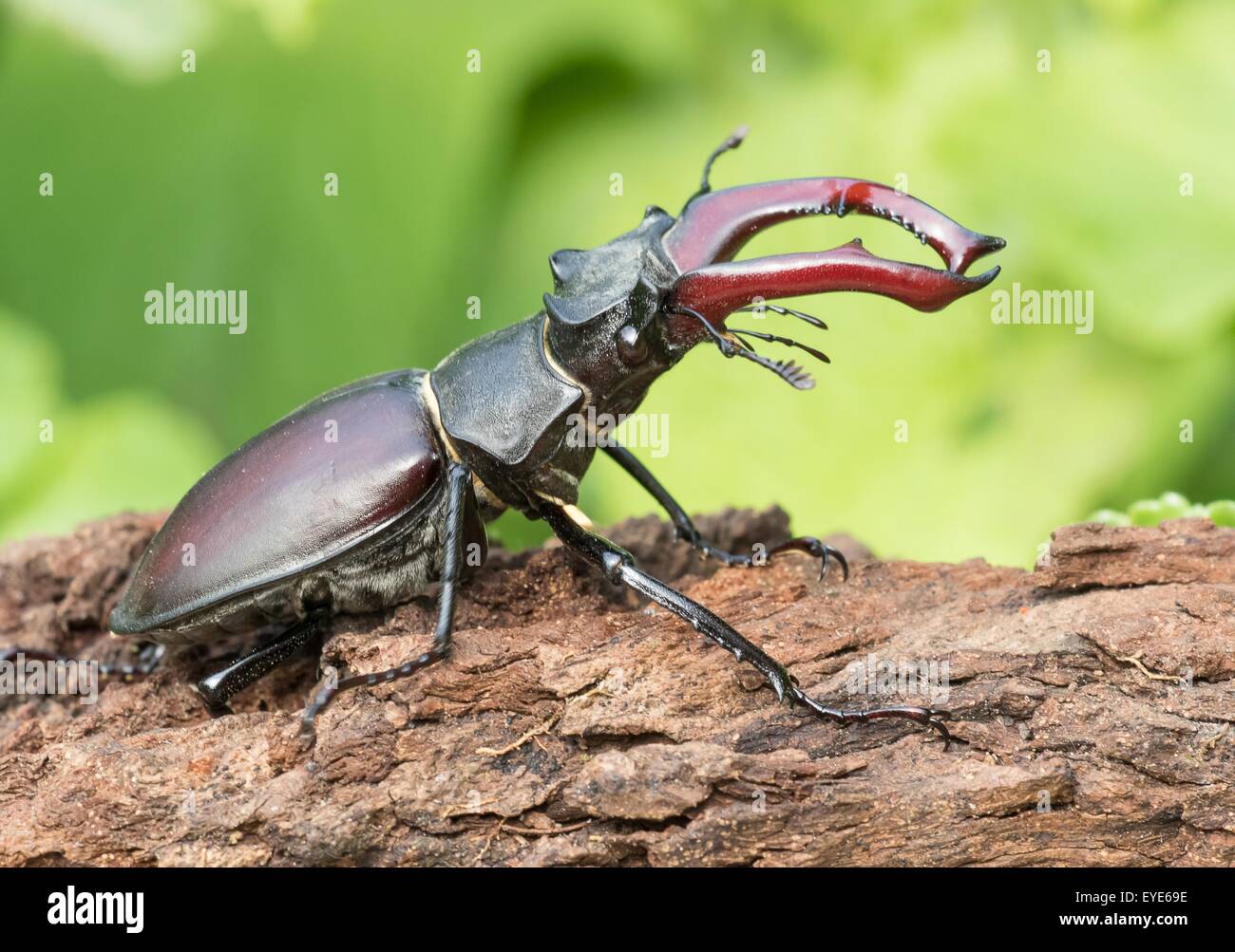 Stag Beetle (Lucanus cervus) on tree trunk, Hesse, Germany Stock Photo ...