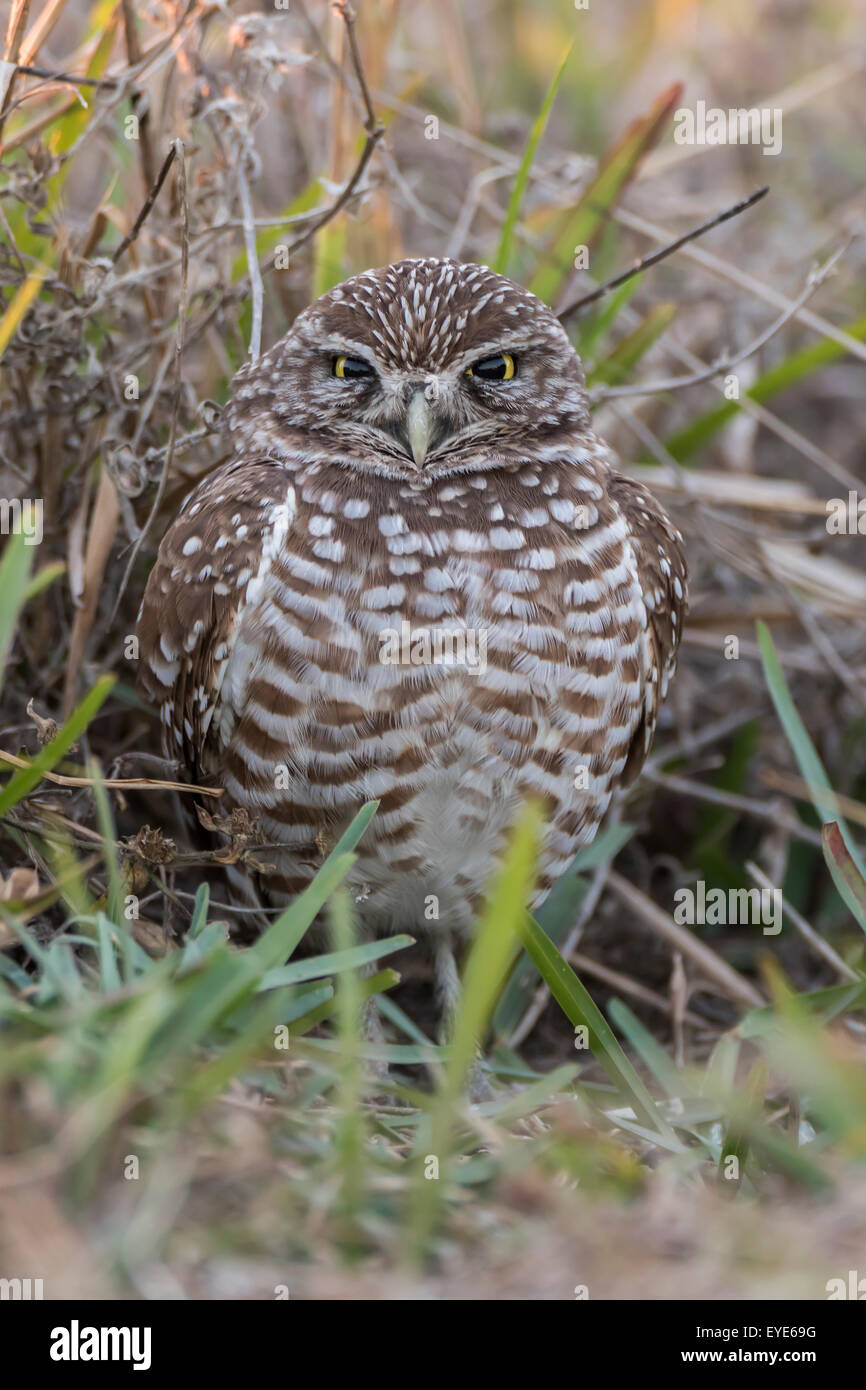 Burrowing Owl (Athene cunicularia), Florida, USA Stock Photo