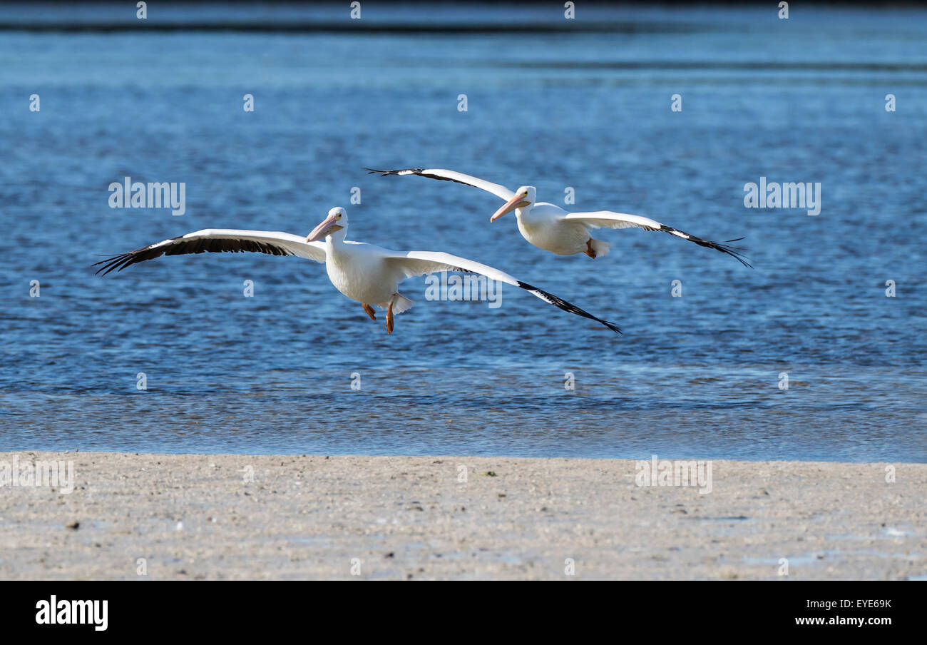 American White Pelicans (Pelecanus erythrorhynchos) flying over the water, Sanibel Island, Florida, USA Stock Photo