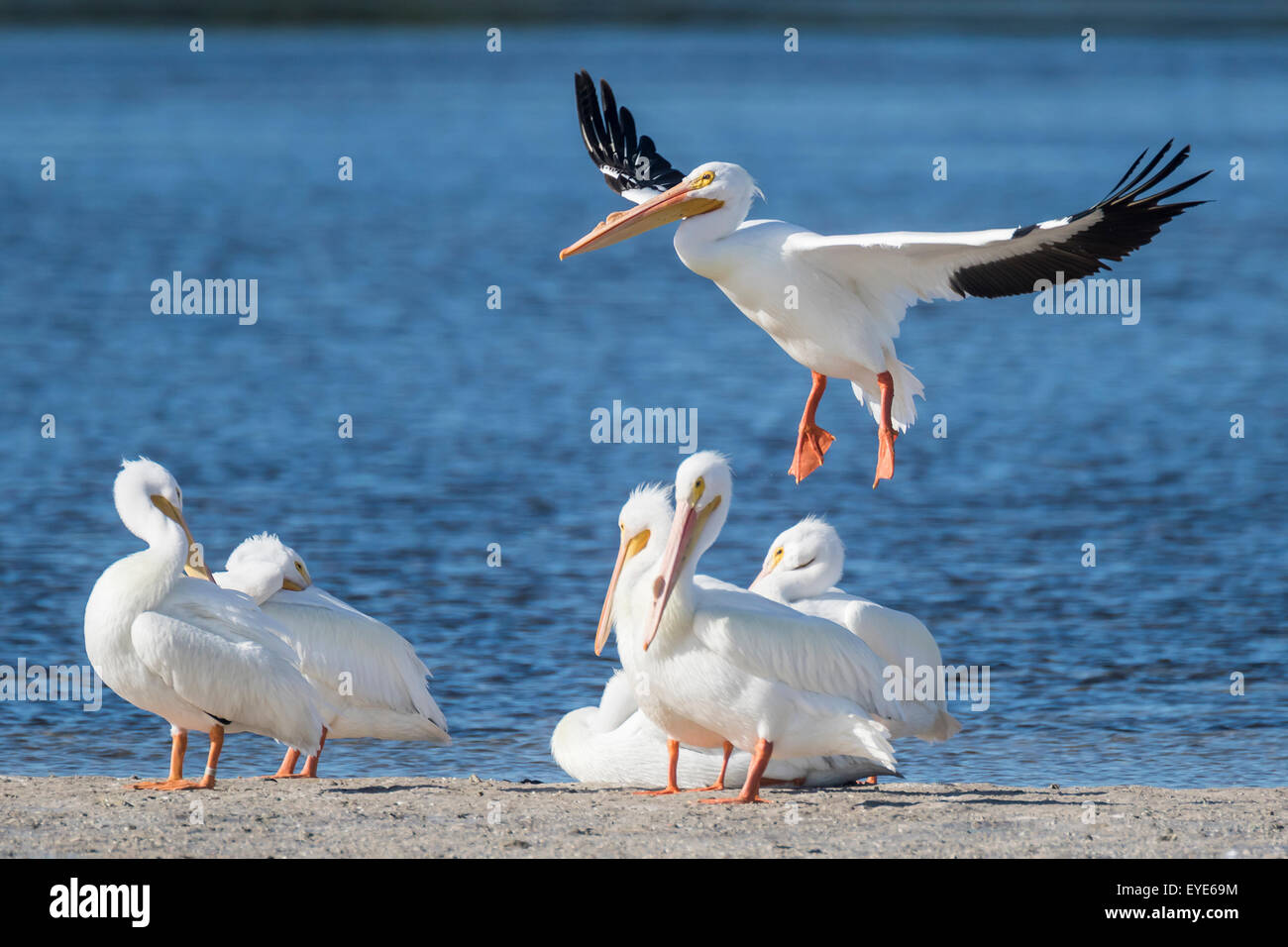 American White Pelicans (Pelecanus erythrorhynchos) at the water, Sanibel Island, Florida, USA Stock Photo