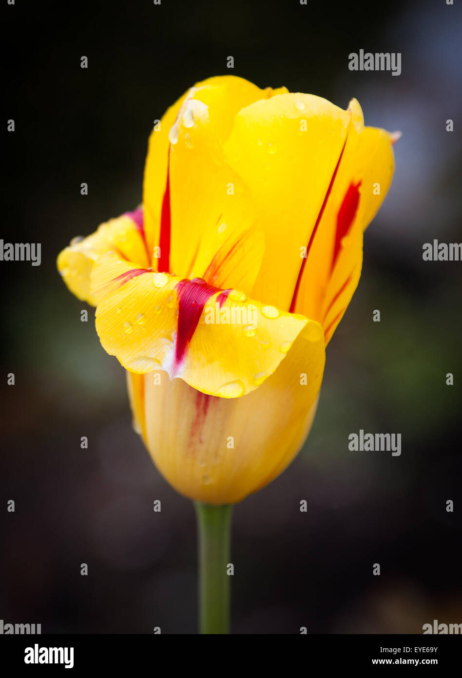 Yellow tulip close up shot Stock Photo - Alamy