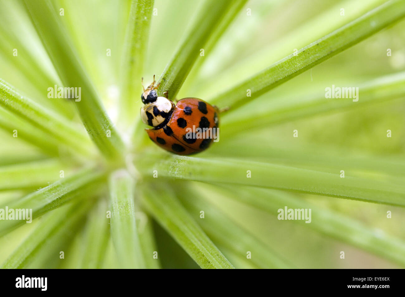 Japanischer marienkaefer hi-res stock photography and images - Alamy