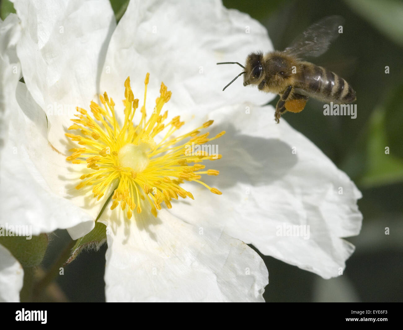 Biene im Anflug auf Bluete Stock Photo