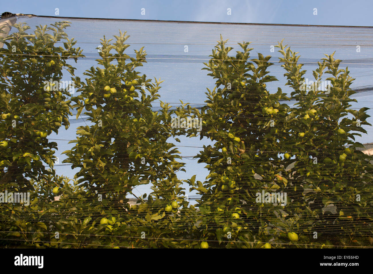 Apples Behind Screens On Land Hi res Stock Photography And Images Alamy apples-behind-screens-on-land-hi-res-stock-photography-and-images-alamy