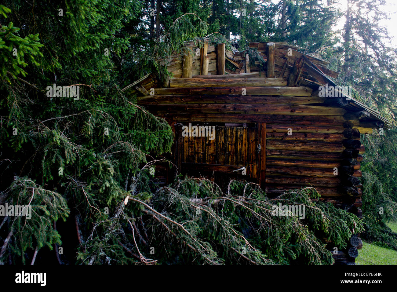 Collapsed roof of a farmer's barn by fallen pines after summer storms in a forest above Badia-Abtei in the Dolomites region of south Tyrol, Italy. Stock Photo