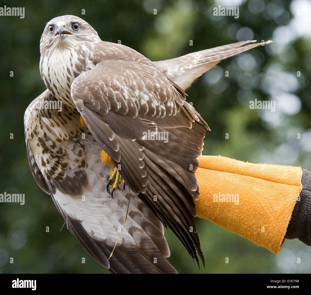 Zoo animals Stock Photo