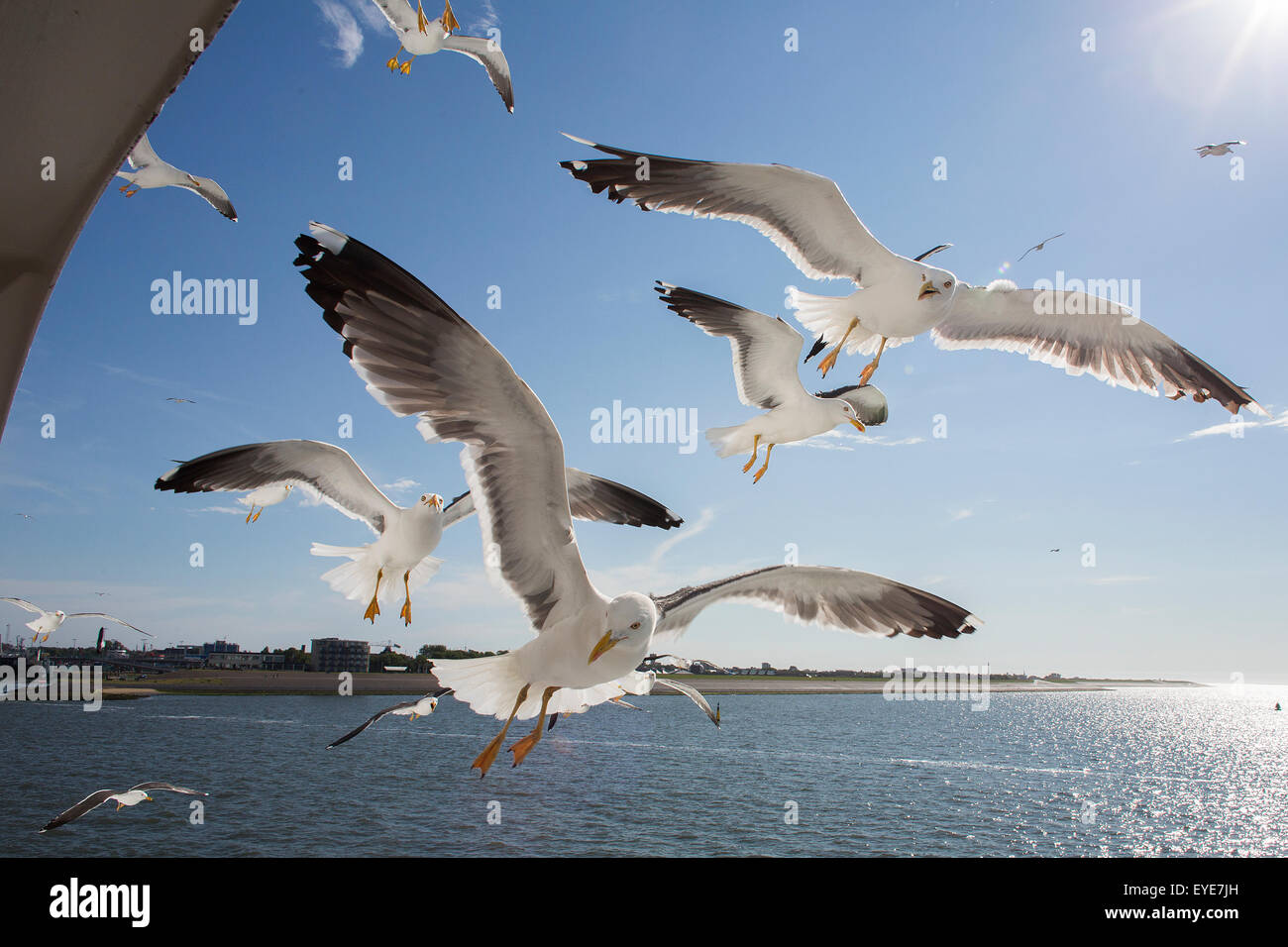 Seagulls following a ferry looking for food Stock Photo