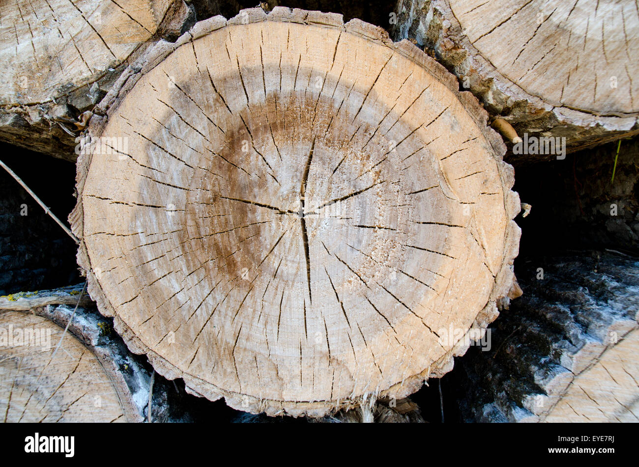 One log in a pile of timber Stock Photo - Alamy