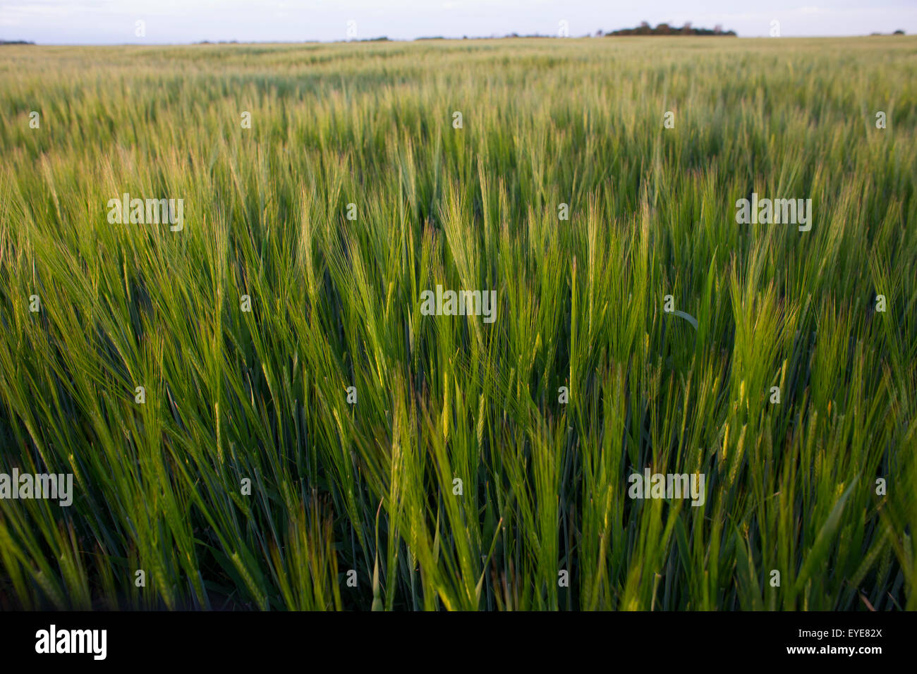 barley production in the Netherlands Stock Photo