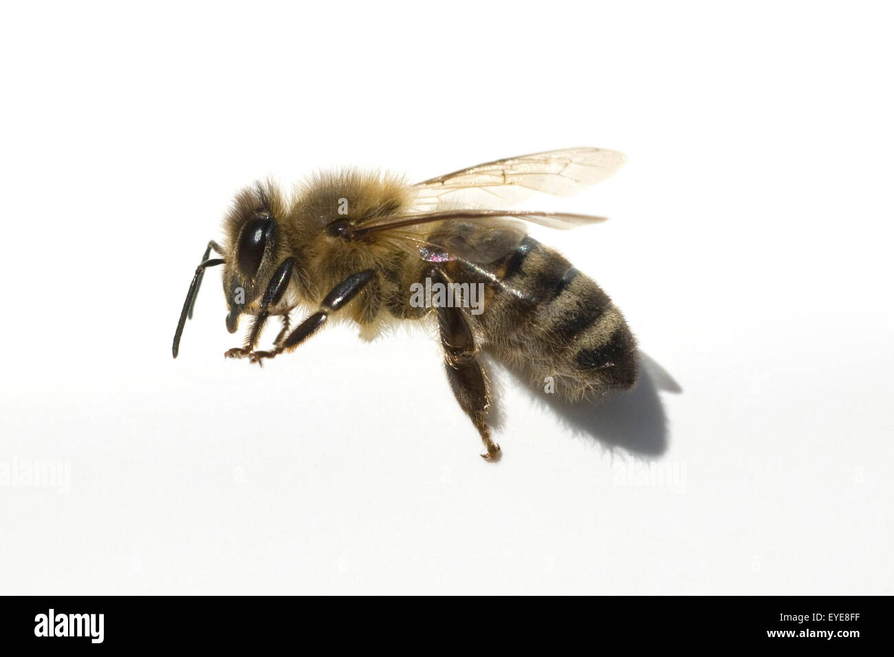 Biene; Apis, mellifera; Honigbiene; Insekt; Stock Photo