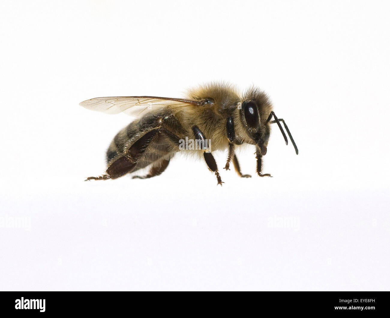 Biene; Apis, mellifera; Honigbiene; Insekt; Stock Photo