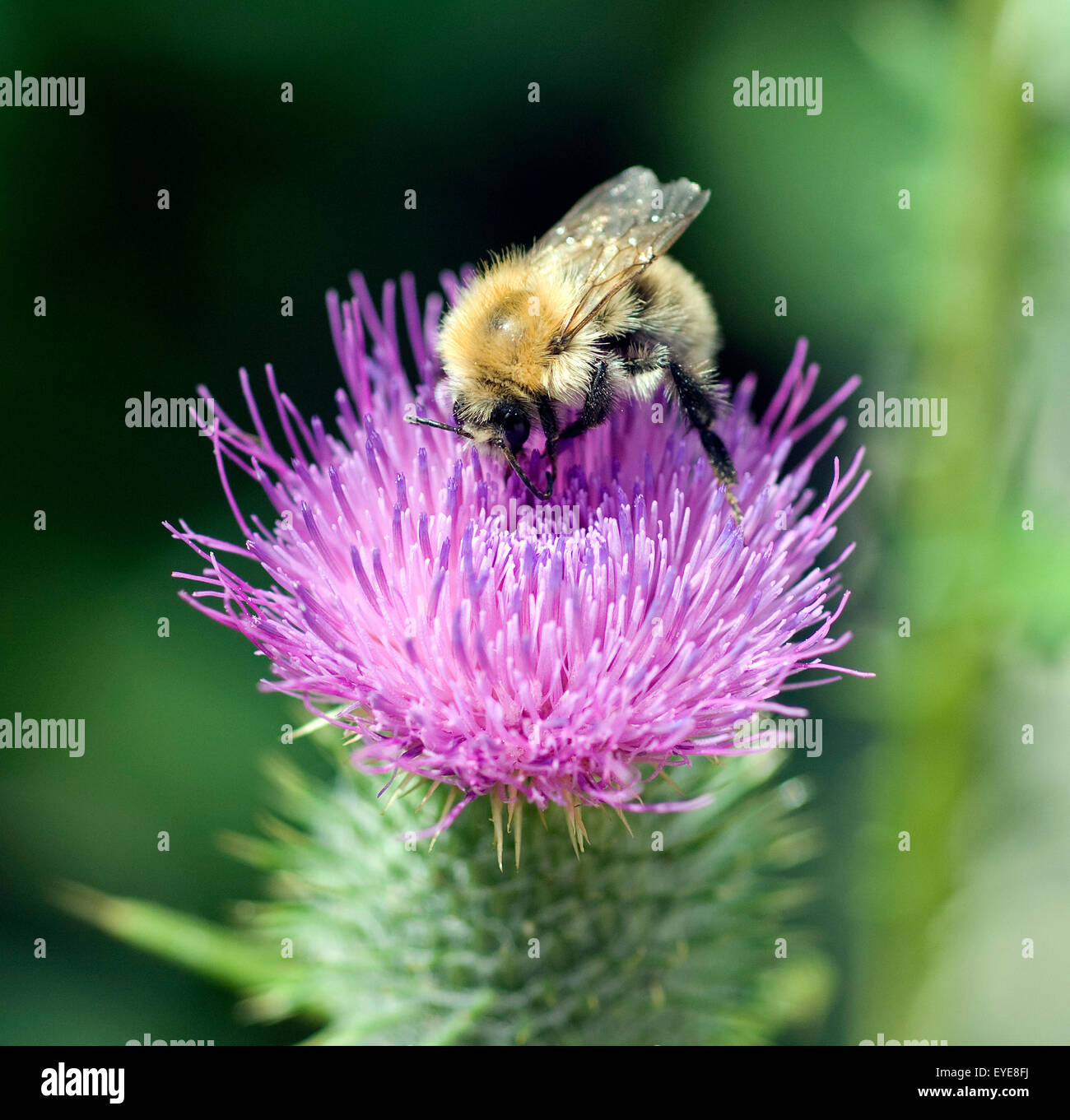 Kratzdistel; Ackerhummel; Bombus pascuorum; Hummel; Stock Photo