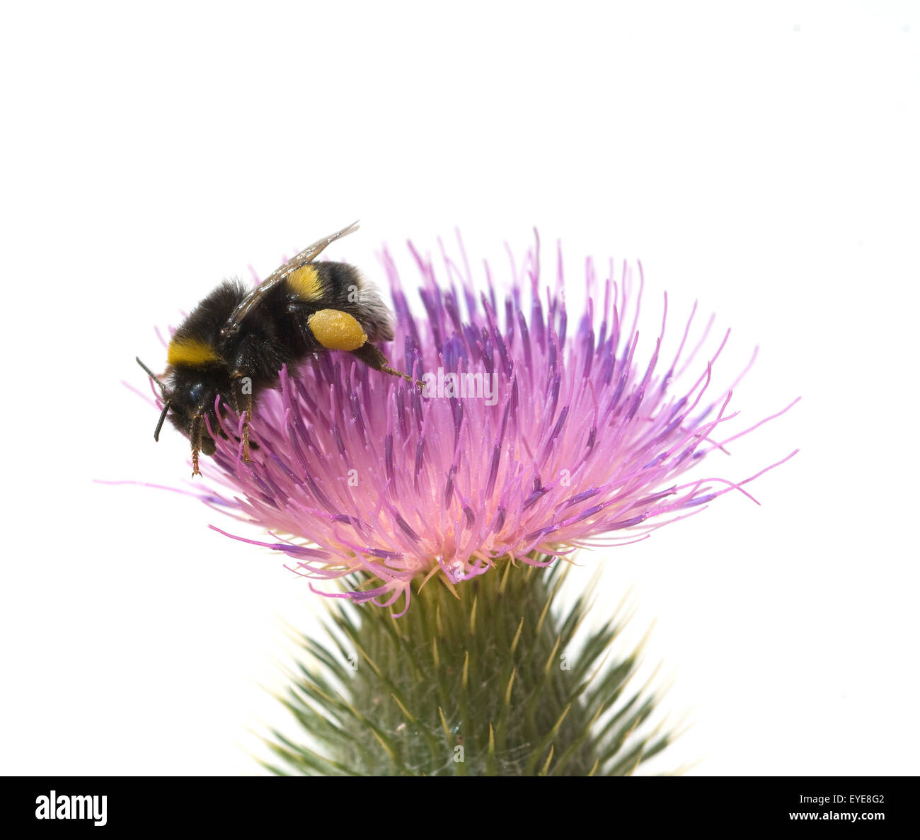 Kratzdistel; Erdhummel, Bombus, terrestris, Stock Photo