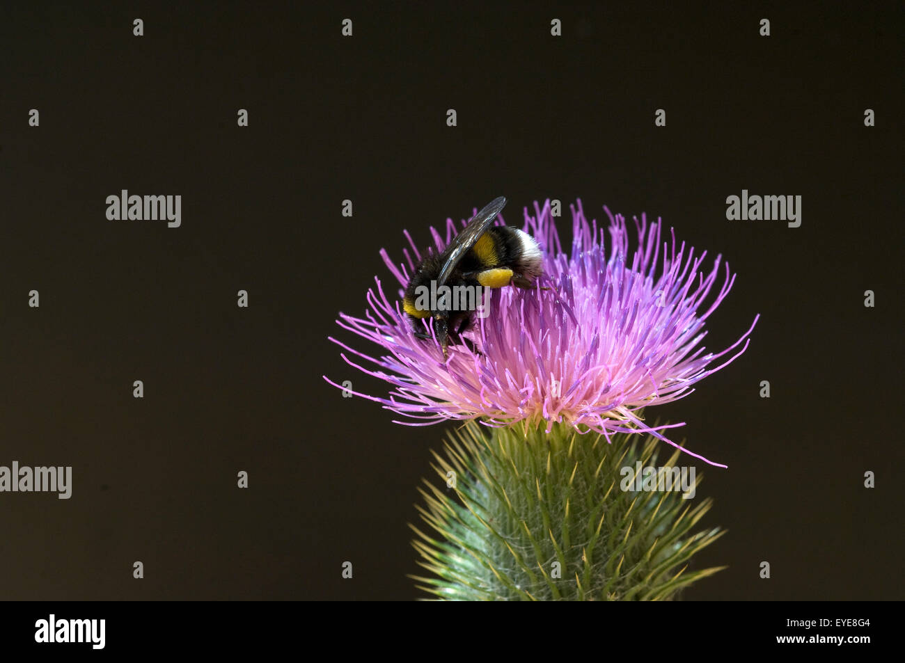 Kratzdistel; Erdhummel, Bombus, terrestris, Stock Photo