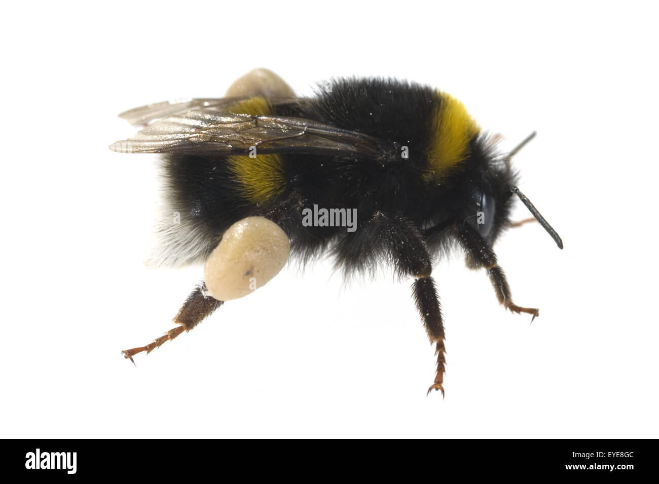 Hummel, Pollenhoeschen Stock Photo