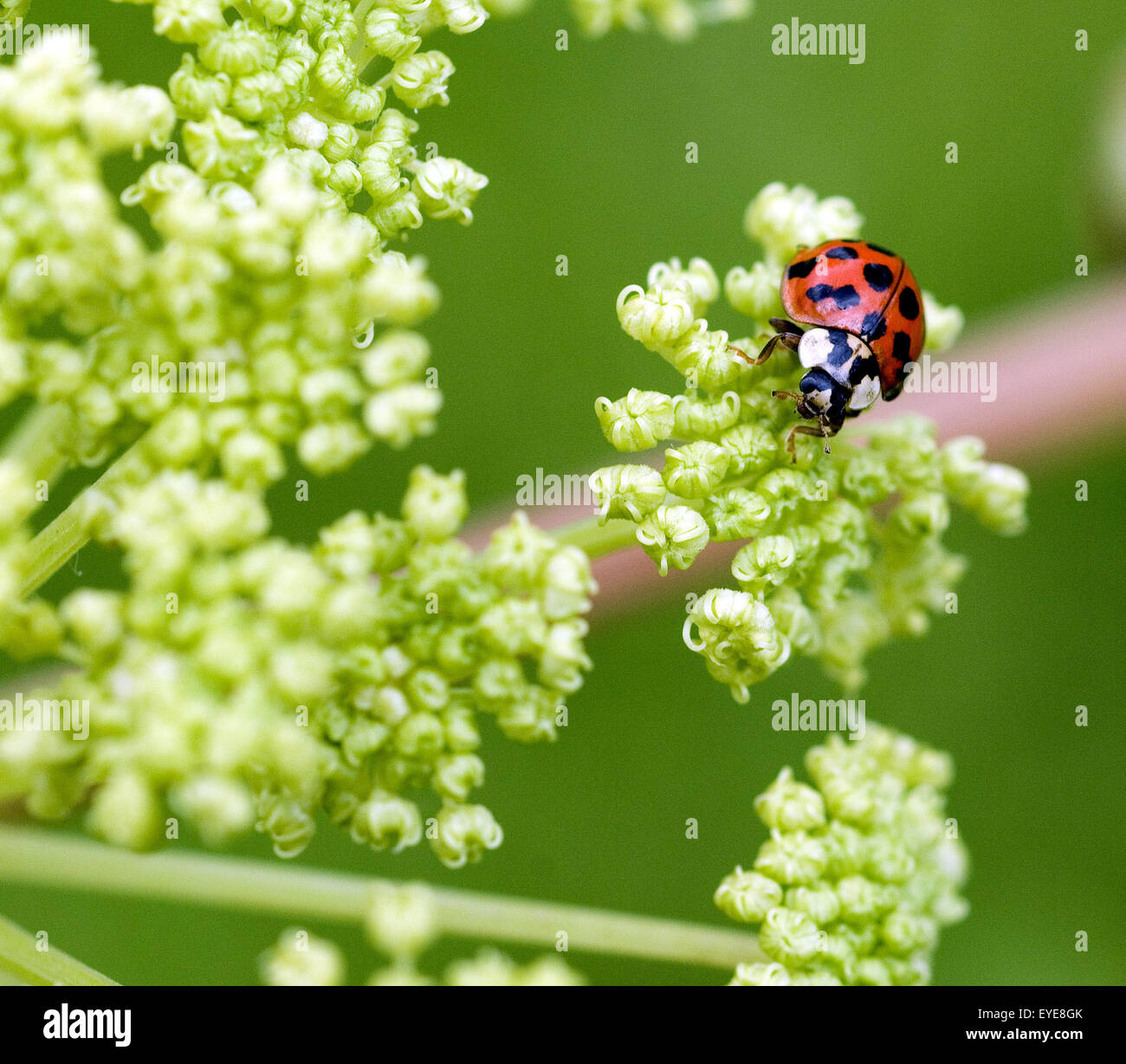 Japanischer Marienkaefer High Resolution Stock Photography and Images ...