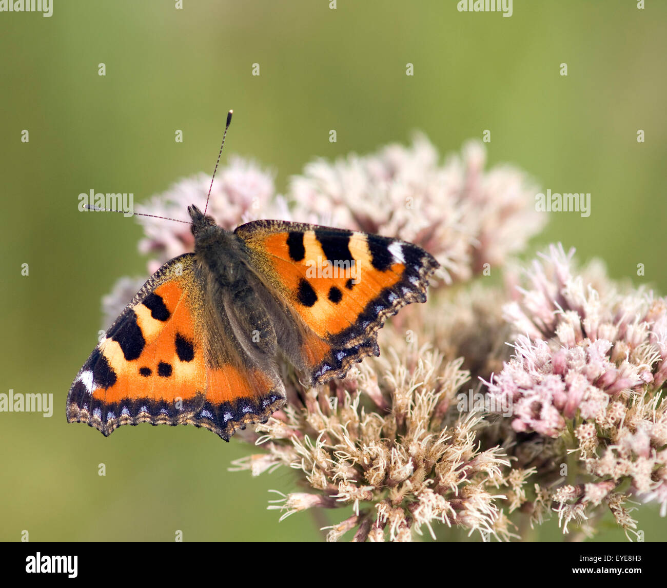 Kleiner Fuchs, Aglais urticae, Wasserdost, Stock Photo